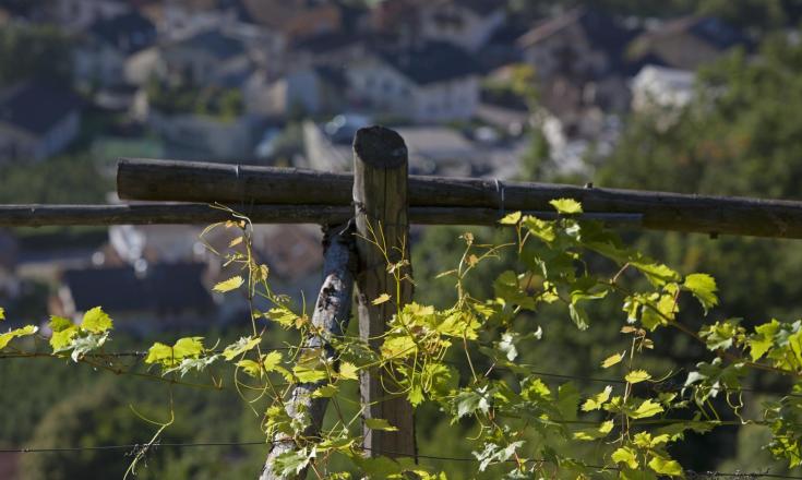 landschaft-rebe-vinschgau-fb