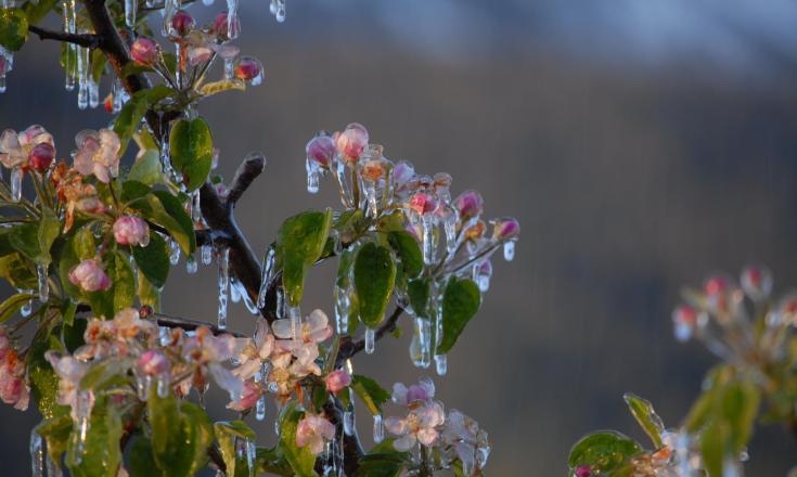 landschaft-eisblüte-schlanders-laas-gb