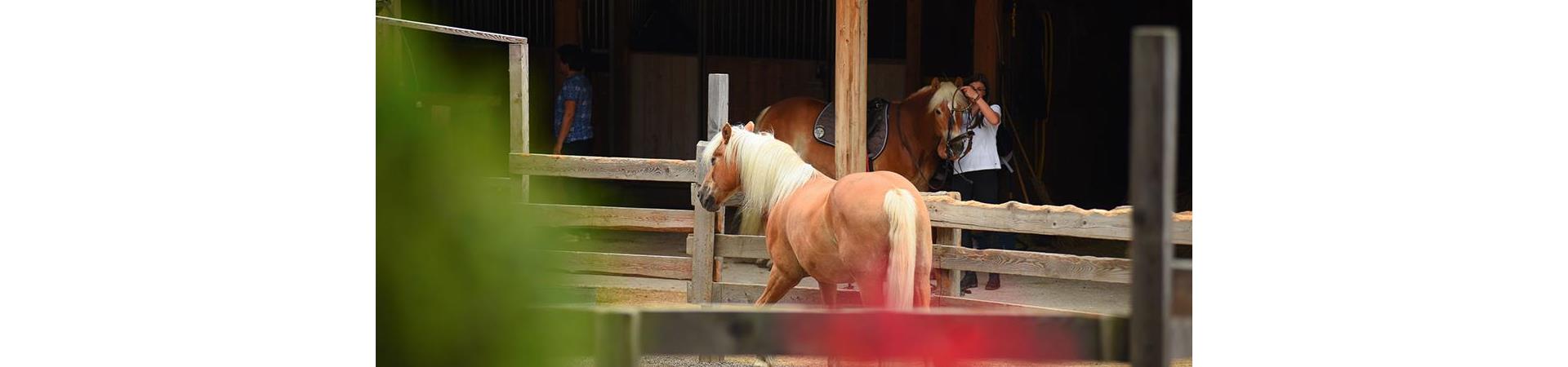reiten-9