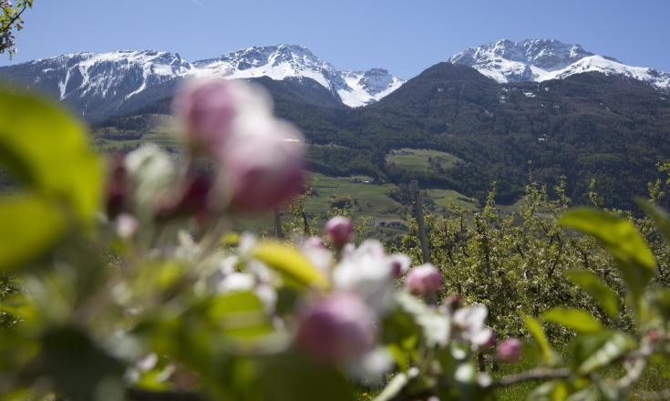 landschaft-apfelblüte-vinschgau-fb[3]
