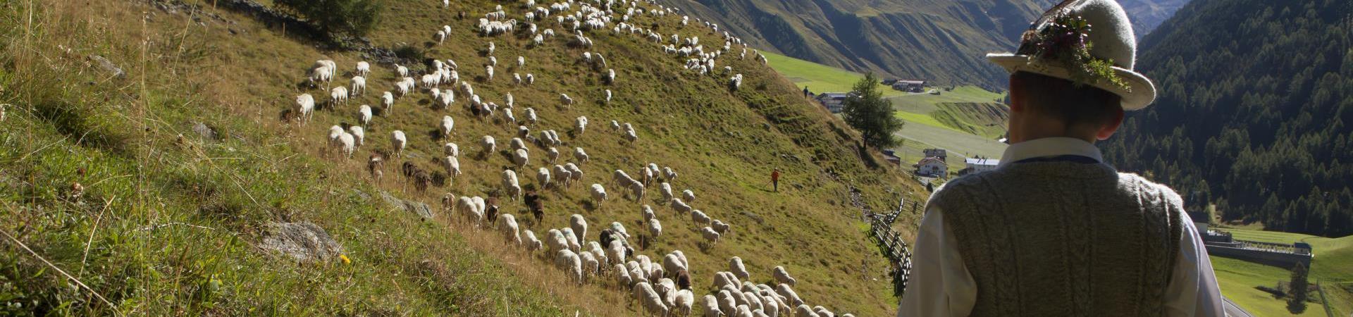 almwirtschaft-almabtrieb-vinschgau-fb[2]