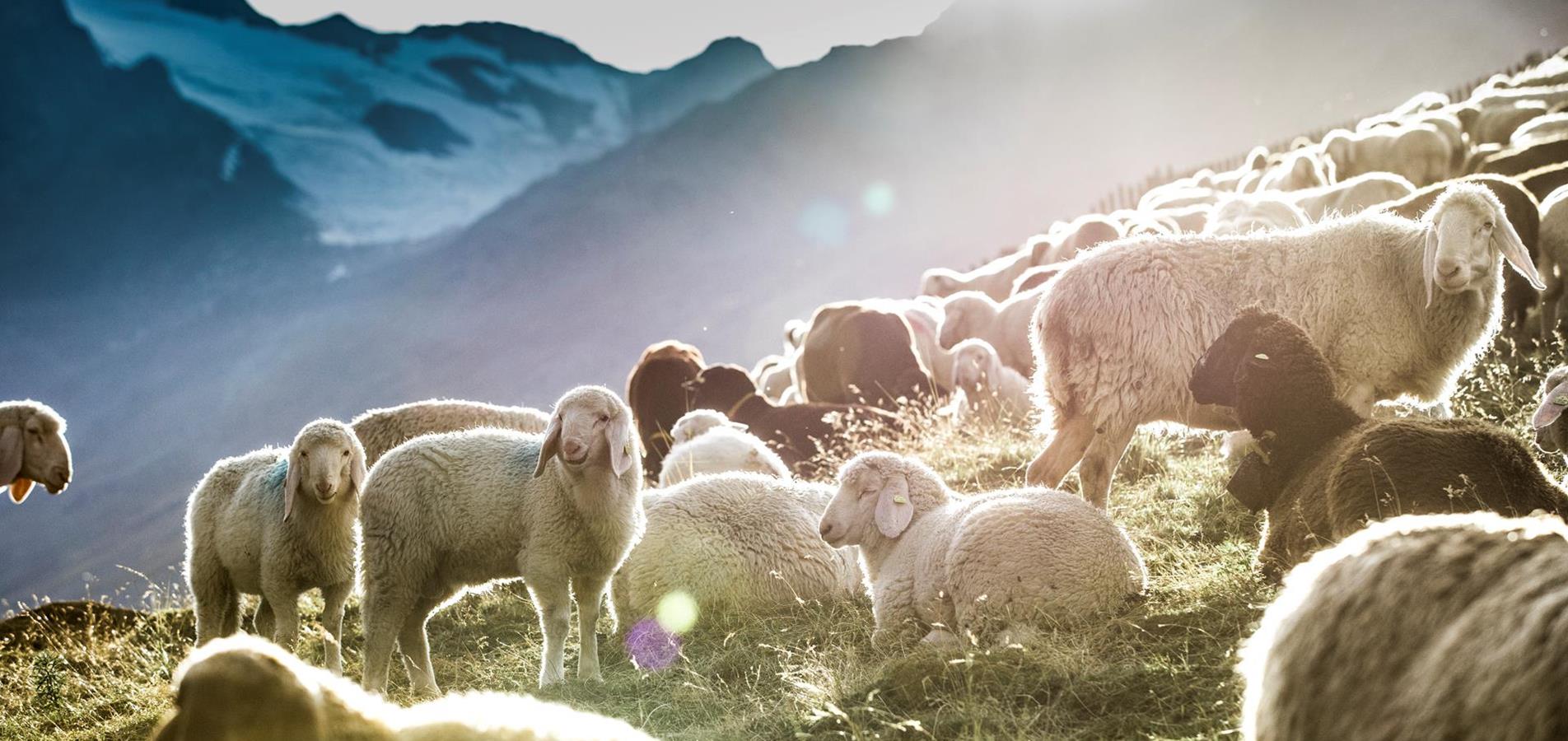 transhumanz-2020-gudrun-muschalla-7