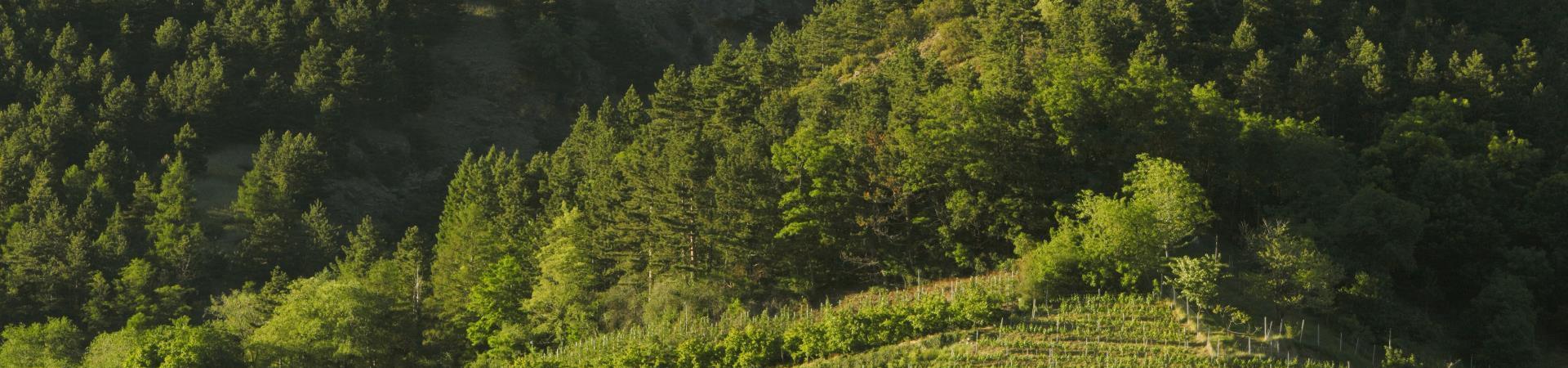 sehenswürdigkeiten-schloss-goldrain-vinschgau-fb