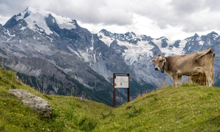 Wandern-Ortler Höhenweg-Ortlergebiet-hr