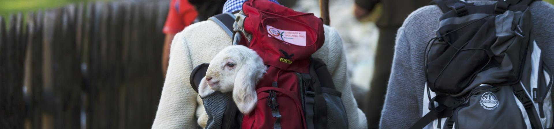 landschaft-wandern-rucksack-vinschgau