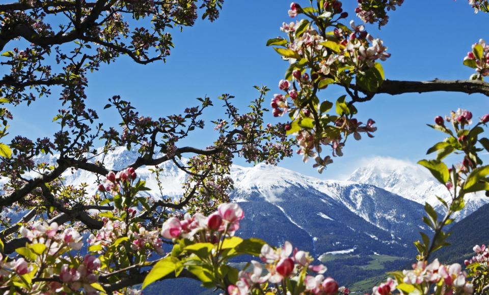 landschaft-apfelblüte-vinschgau-fb[2][2]