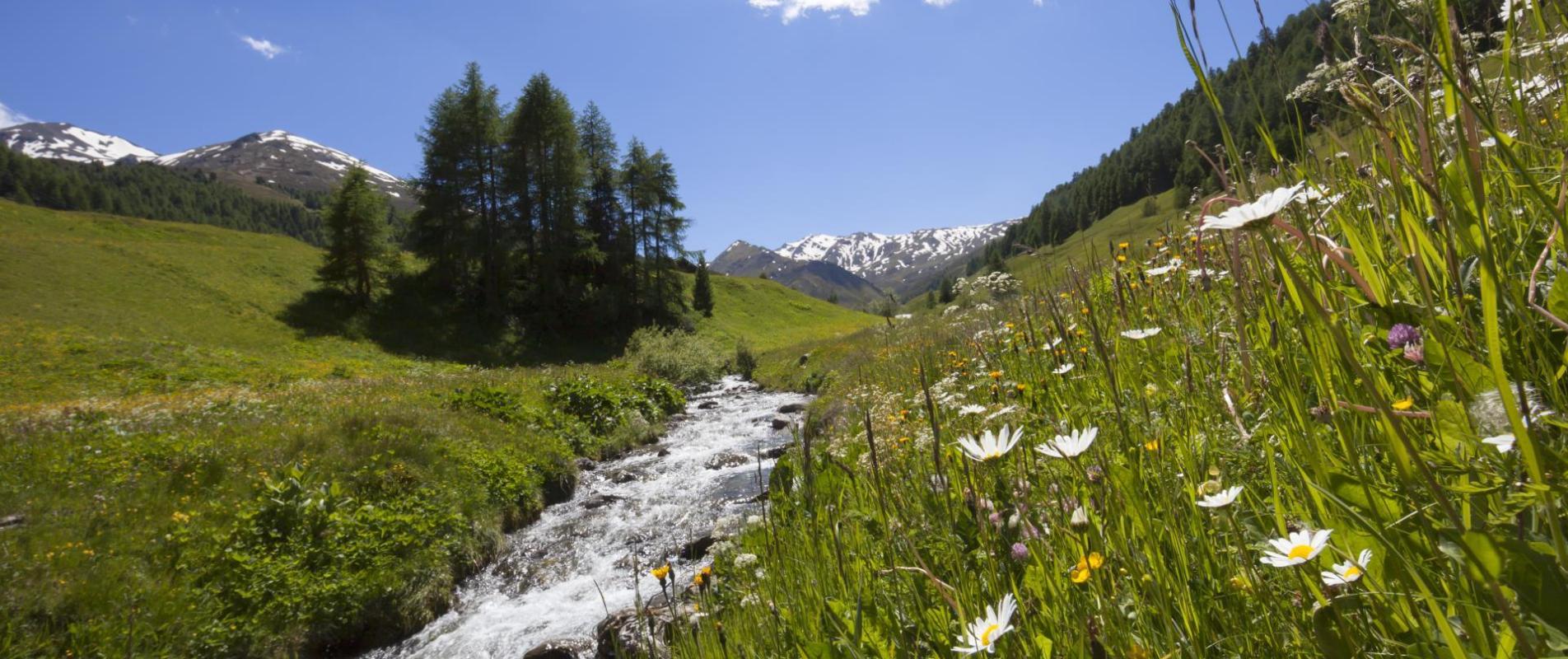 landschaft-bach-blumenwiese-berggipfel-vinschgau-fb