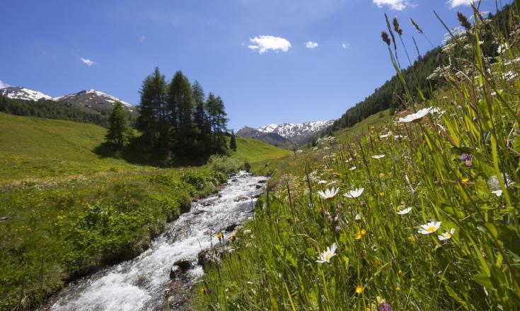 landschaft-bach-blumenwiese-berggipfel-vinschgau-fb