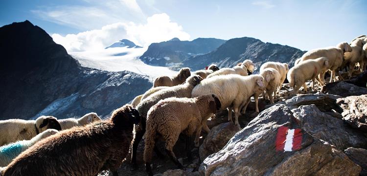 transhumanz-2020-gudrun-muschalla-2