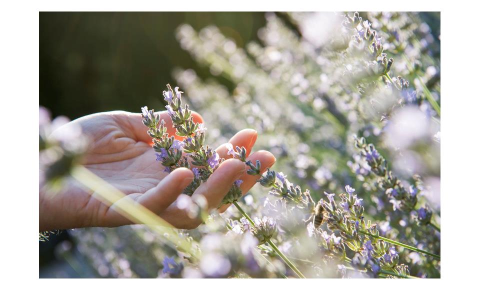 Herbs Workshop in Val Martello