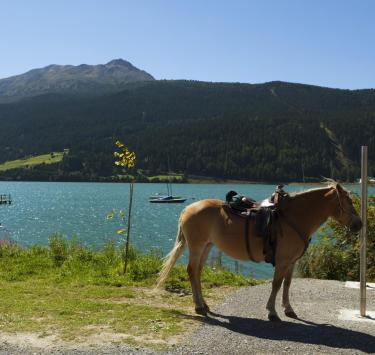 freizeit-reiten-vinschgau-fb