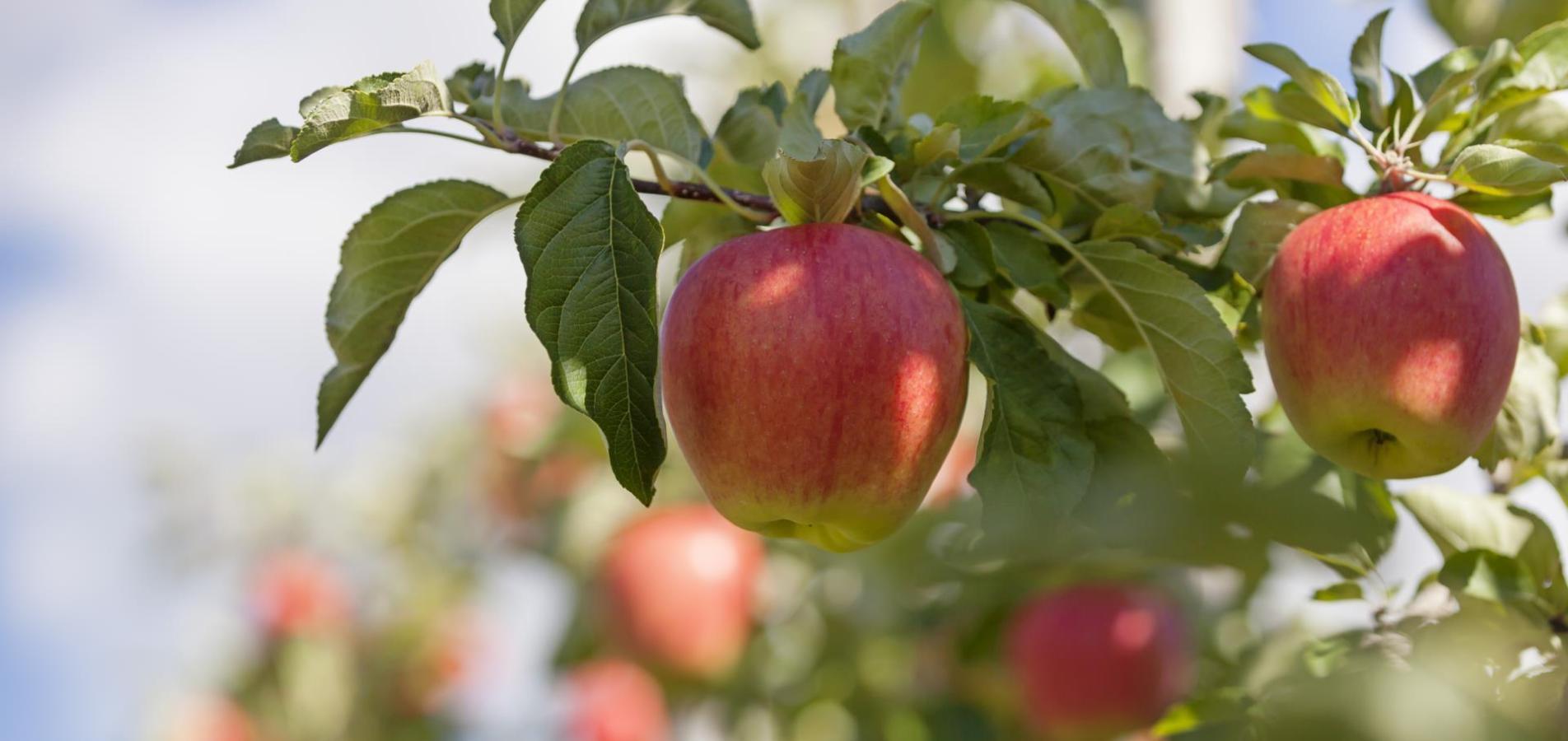 produkte-apfel-vinschgau-fb