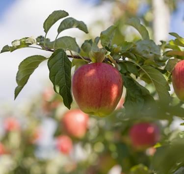 produkte-apfel-vinschgau-fb