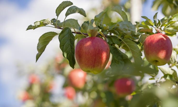 produkte-apfel-vinschgau-fb