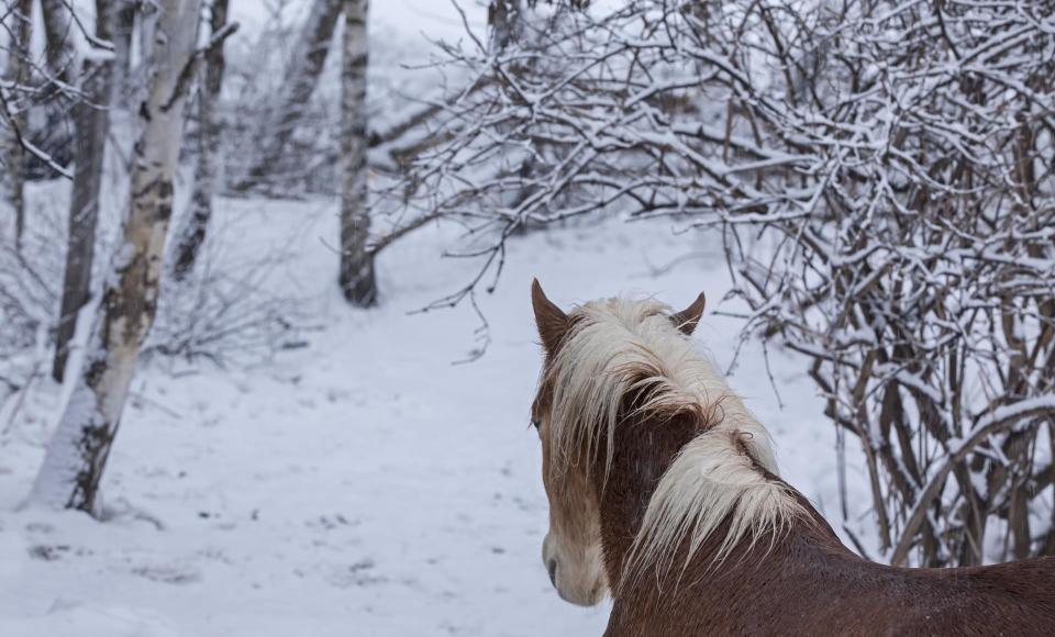 winter-pferd-im-schnee-vinschgau-fb