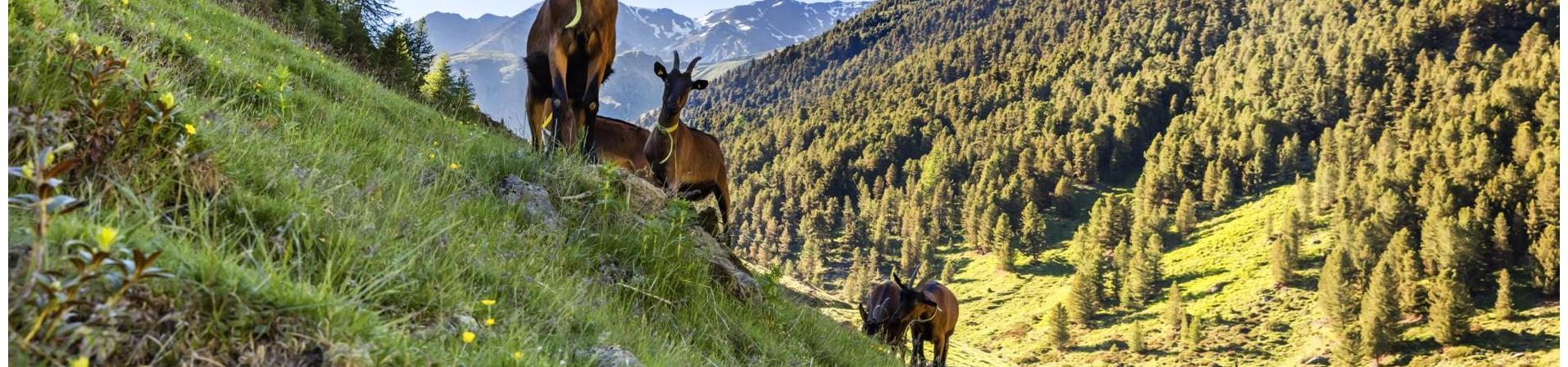 wandern-ziege-schlandrauntal-vinschgau-fb