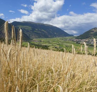 produkte-kornfeld-mals-vinschgau-fb