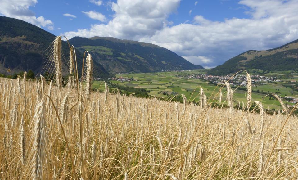 produkte-kornfeld-mals-vinschgau-fb