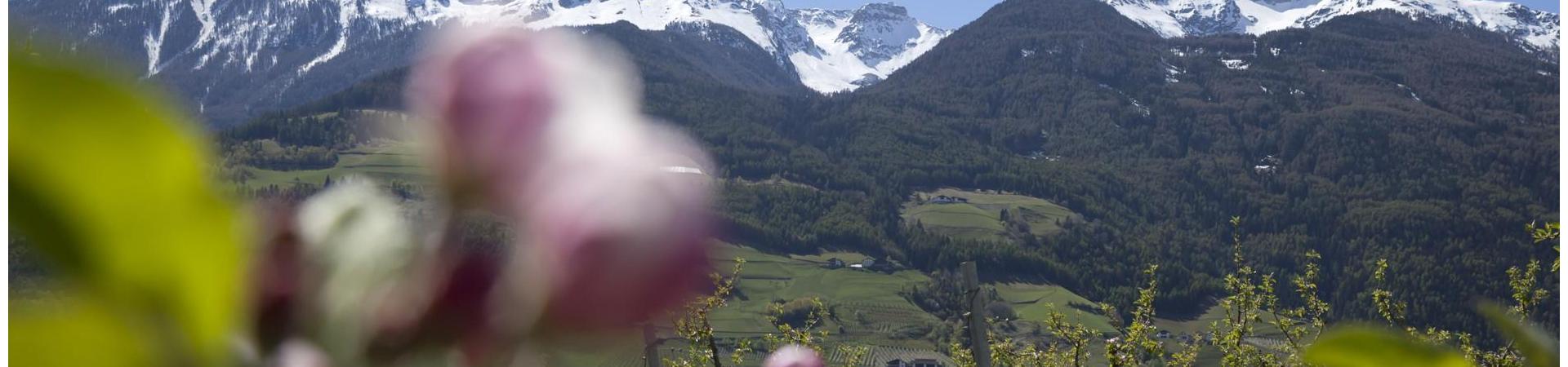 zugeschnitten-landschaft-apfelblüte-vinschgau-fb