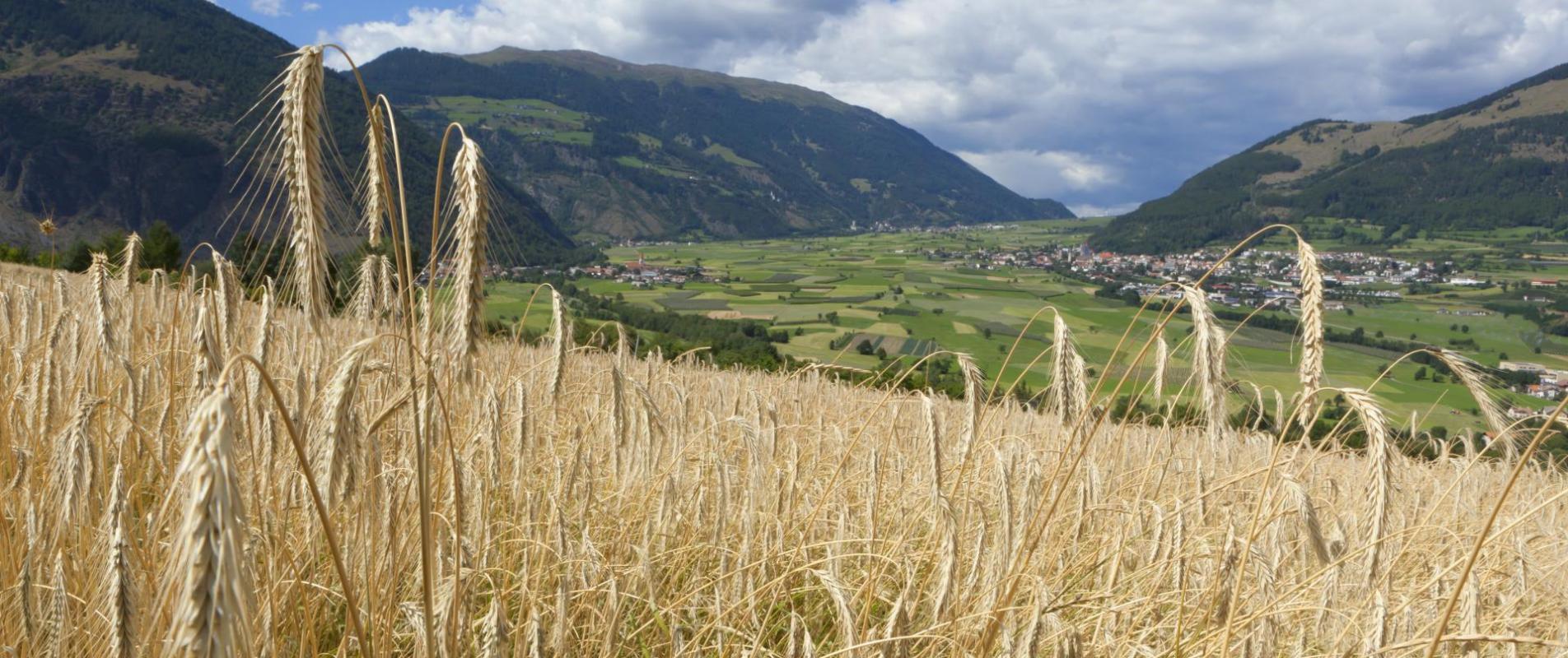 landschaft-getreidefeld-glurns-vinschgau-fb