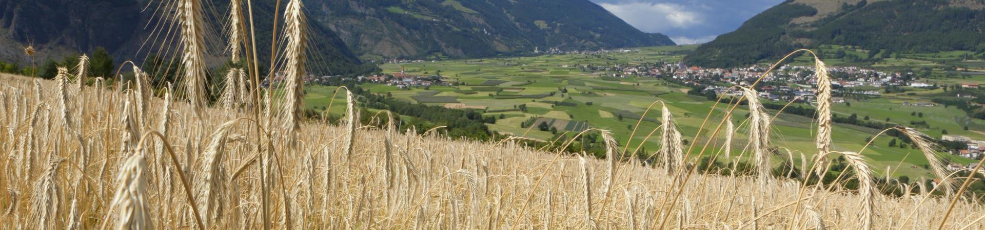 landschaft-getreidefeld-glurns-vinschgau-fb