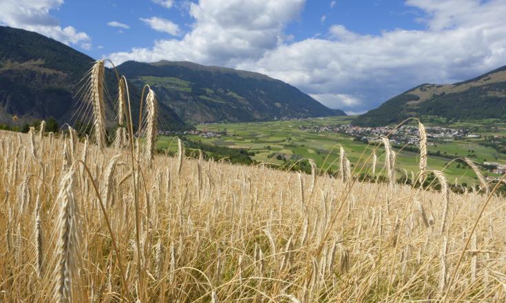 landschaft-getreidefeld-glurns-vinschgau-fb