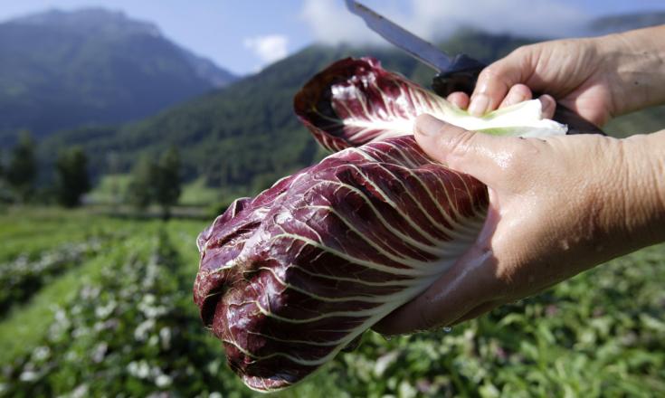 herbstgenüsse-radicchio-fb