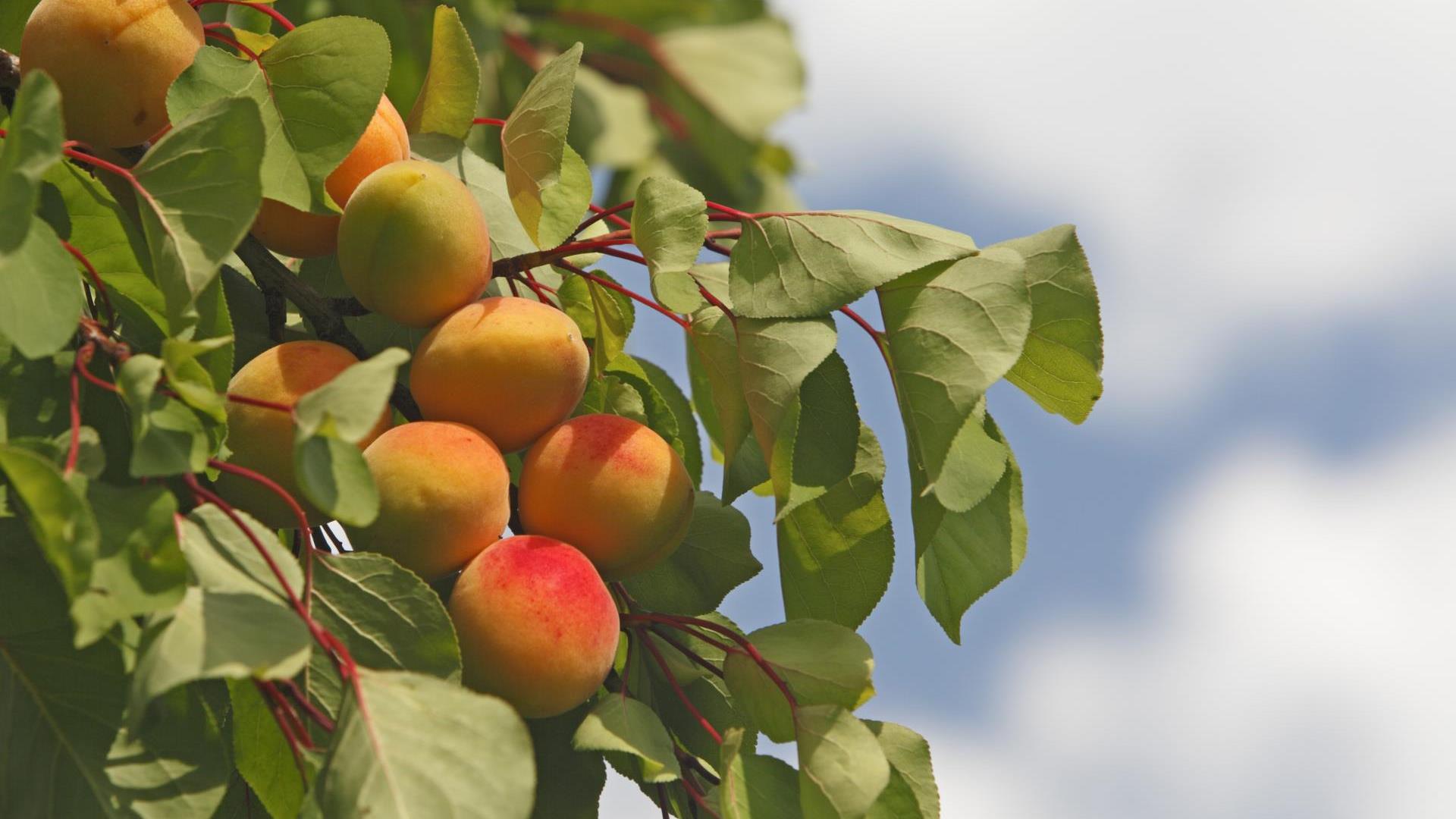 Summer recipes from the Laces-Val Martello: enjoyment for hot days! - Apricot dumplings with breadcr
