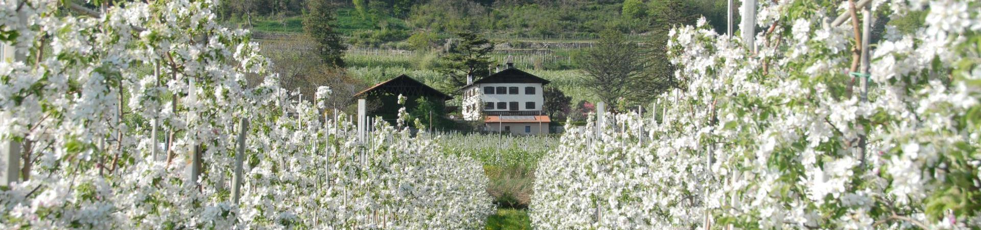 kosten-genießen-apfelblüte-bauernhof-schlanders-laas-gb