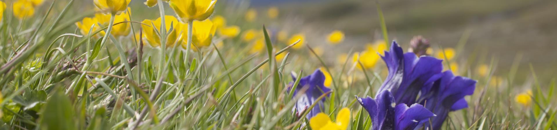 A meadow