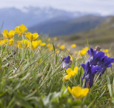 A meadow