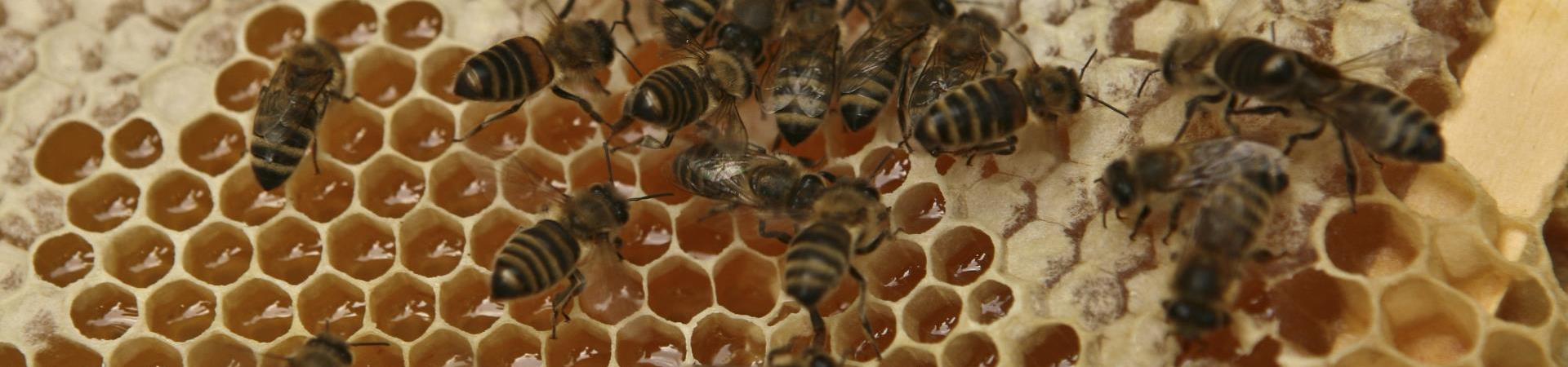 Bienen-Honig-Imkerei Pichler