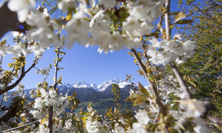 landschaft-apfelblüte-vinschgau-fb[2]