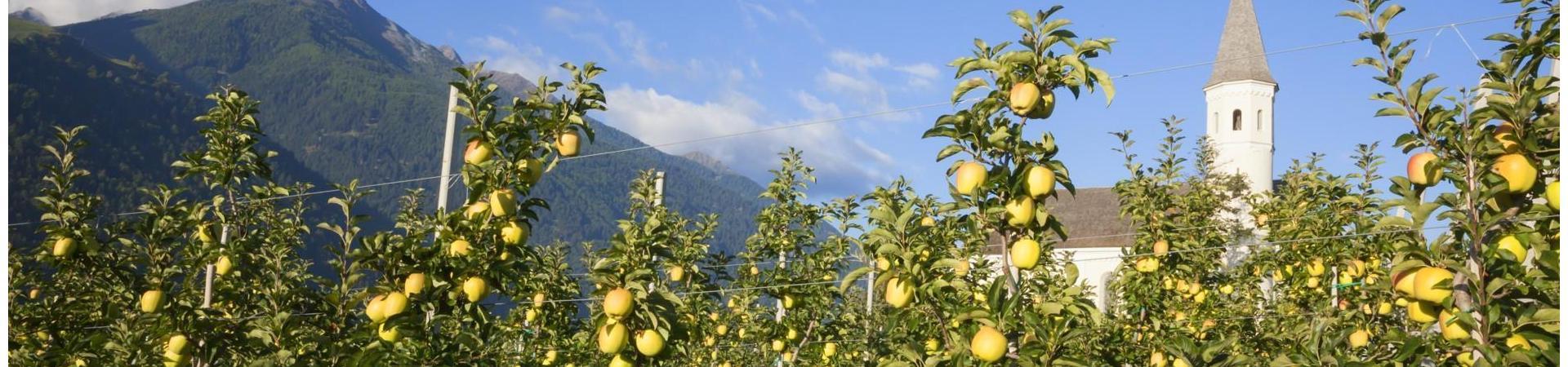 zugeschnitten-produkte-marillen-tschengls-vinschgau-fb