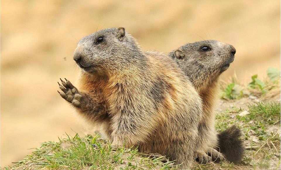 Groundhogs