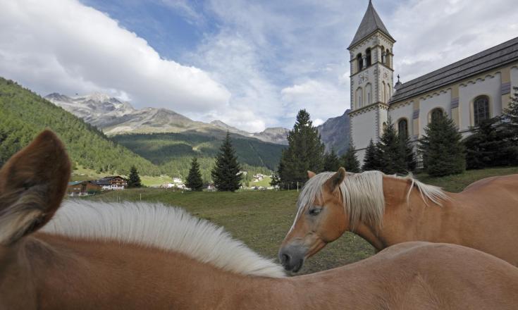 freizeit-pferde-vinschgau-fb