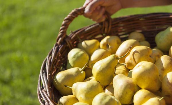herbstauslese-produkte-palabirnenkorb-vinschgau-fb[2]