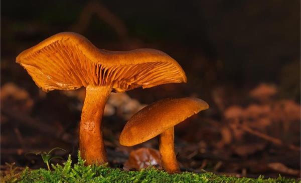 pilze