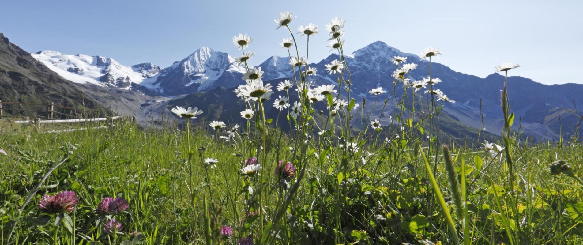 landschaft-blumenwiese-kanzel-ortlergebiet-fb