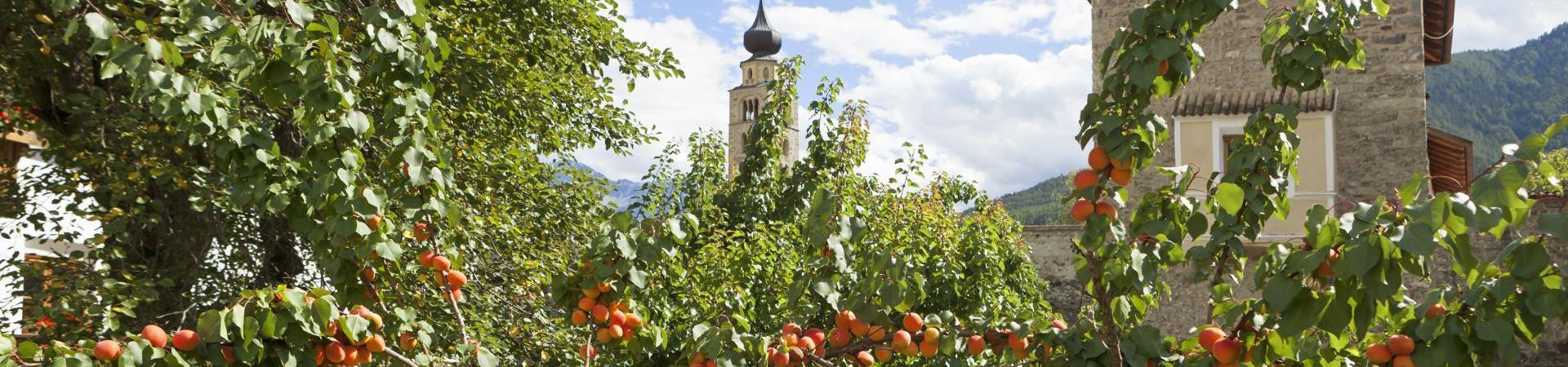produkte--marillenbäume-vinschgau-fb
