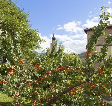 produkte--marillenbäume-vinschgau-fb