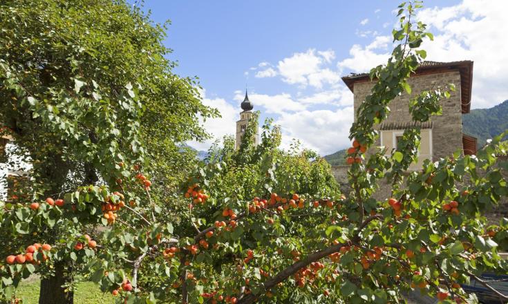 produkte--marillenbäume-vinschgau-fb