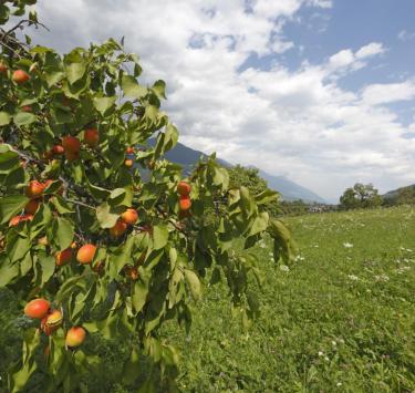 produkte-marillen-tschengls-vinschgau-fb