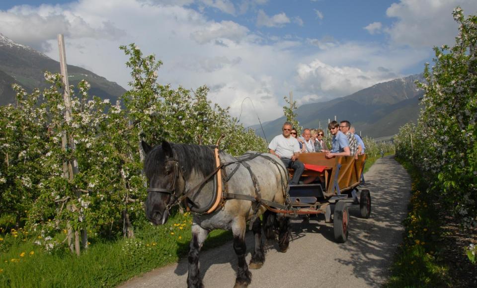 kosten-genießen-kutschenfahrt-schlanders-laas-rv