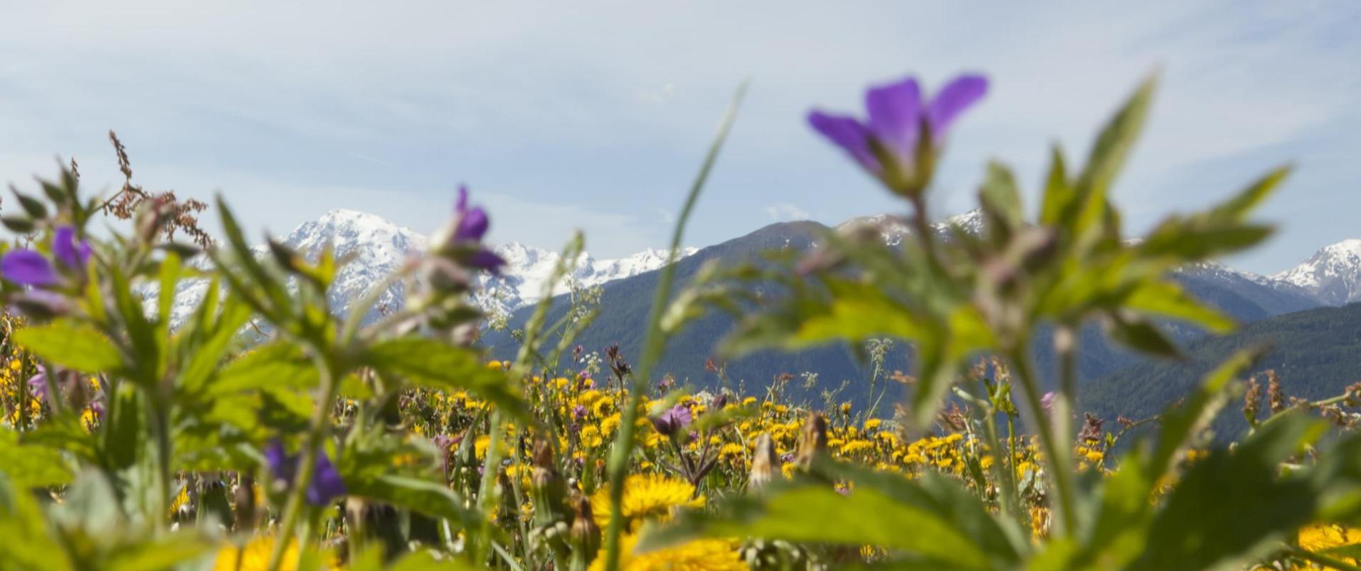 landschaft-blumenwiese-mit-blick-auf-ortler-vinschgau-fb