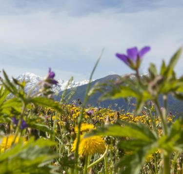 landschaft-blumenwiese-mit-blick-auf-ortler-vinschgau-fb