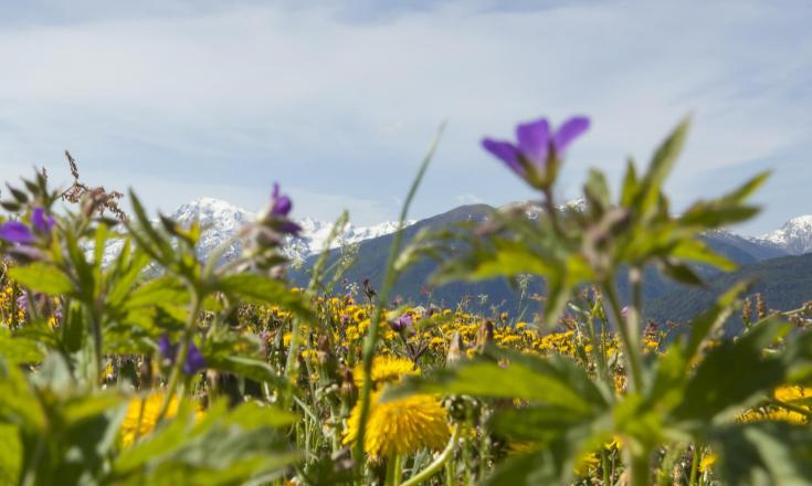 landschaft-blumenwiese-mit-blick-auf-ortler-vinschgau-fb