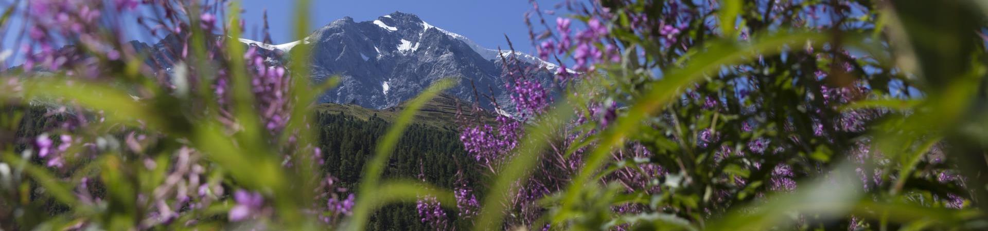 landschaft-blumenwiese-Vinschgau-fb[3]