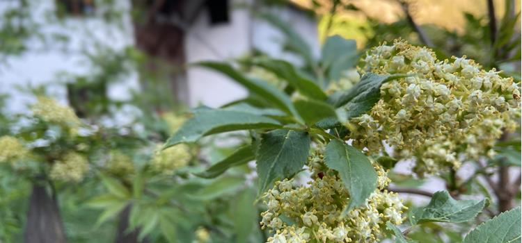 holunderblueten-andrea-nischler-2