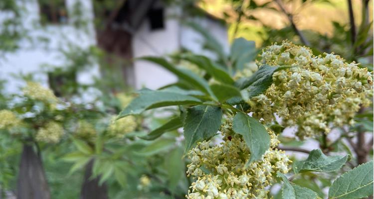 holunderblueten-andrea-nischler-2